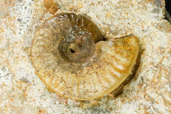 Ammonite Fossil - Boulemane, Morocco #122437